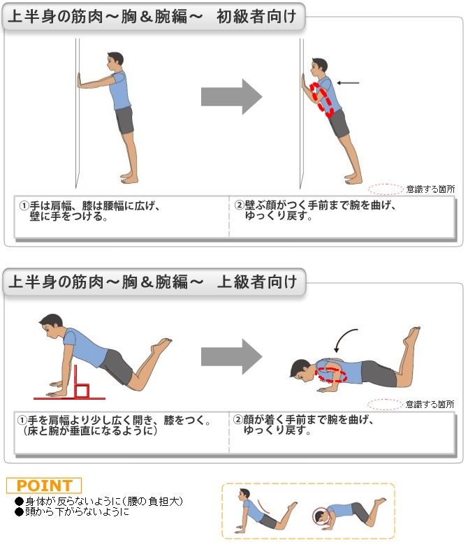 上半身の筋肉～胸＆腕編～